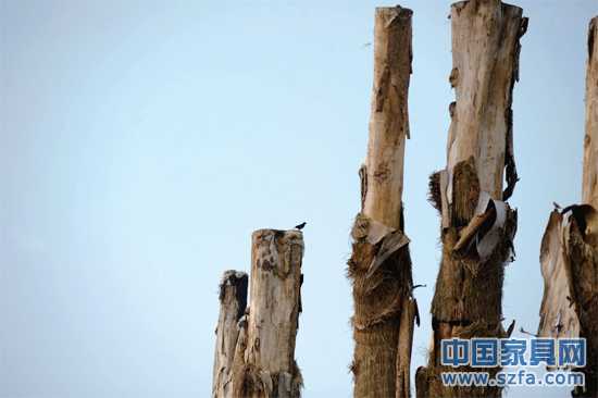 紫薇樹皮已干枯脫落。記者王從啟/攝src="http://www.baijiaaga.com/file/upload/201207/18/14-00-48-68-1.jpg"