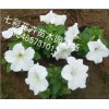 你要的！ 矮牽牛批發【贊】青州矮牽?！就扑]】山西矮牽牛