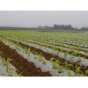 想買具有口碑的玉米地膜，就到南寧市晟和興塑膠   |貴州農用地膜