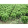 【薦！】【天津黃楊球批發】【山西黃楊球基地】【濰坊黃楊球價格】~青州光輝苗木