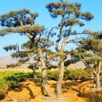 泰山松批發|山東基地專業供應泰山景觀松