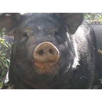 黑豬哪里賣，優惠的黑豬鐵嶺哪里有