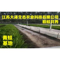專業的青蛙養殖公司推薦-【江蘇大澤科技】稻蛙混養技術